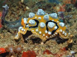 Nudibranch mod. "jewell" - Lembeh strait north Sulawesi I... by Giulio Arrigucci 